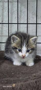 Bo -  Domestic Medium Hair Cat for Adoption in Kell, Illinois - Bo | PetCurious