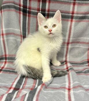 Daisy -  Domestic Short Hair Cat Available for Adoption in Edinburg, Virginia - Daisy | PetCurious