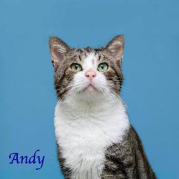 Domestic Short Hair Cats Available for Adoption in Parma, Ohio - ANDY | PetCurious