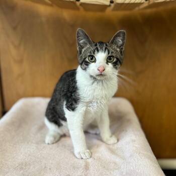 Pinochle -  Domestic Short Hair Cat for Adoption in Fargo, North Dakota - Pinochle | PetCurious