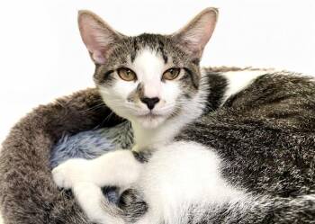 TOM -  Domestic Short Hair Cat for Adoption in Fort Lauderdale, Florida - TOM | PetCurious