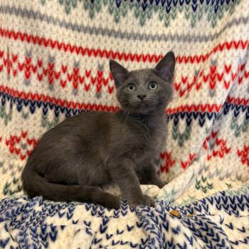 Rescue Domestic Short Hair Cats for Adoption in Los Angeles, California - Salamander | PetCurious