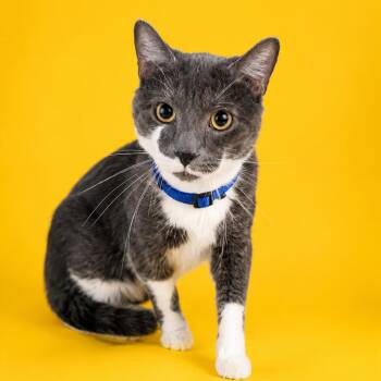 Jekyll -  Domestic Short Hair Cat for Adoption in Binghamton, New York - Jekyll | PetCurious