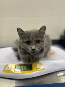 Rescue Domestic Medium Hair Cats for Adoption in Sheboygan, Wisconsin - Tabitha | PetCurious