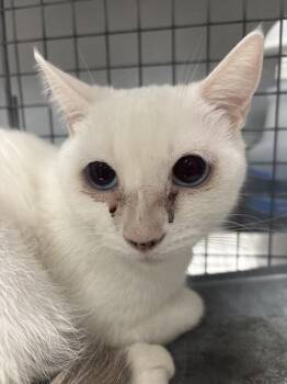 Domestic Short Hair Cats Available for Adoption in Las Vegas, Nevada - COTTONBALL | PetCurious