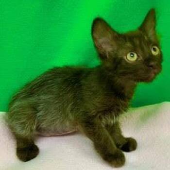 Mini--Adoptable with Bonded Companion, Pee Wee -  Domestic Short Hair Cat for Adoption in Green Valley, Arizona - Mini--Adoptable With Bonded Companion, Pee Wee | PetCurious