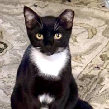 Farsi -  Domestic Short Hair Cat Available for Adoption in Beaufort, South Carolina - Farsi | PetCurious