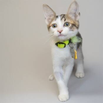 Rescue Domestic Short Hair Cats for Adoption in St. Louis, Missouri - GENE | PetCurious