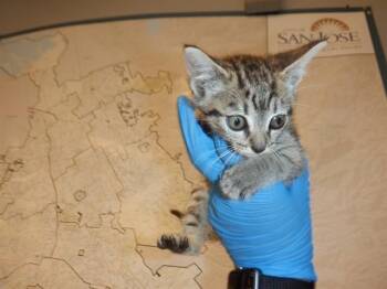 Domestic Short Hair Cats Available for Adoption in San Jose, California - MOCHI | PetCurious
