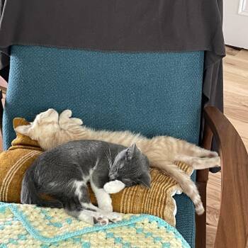 Weiland -  Domestic Short Hair Cat for Adoption in Middlebury, Vermont - Weiland | PetCurious