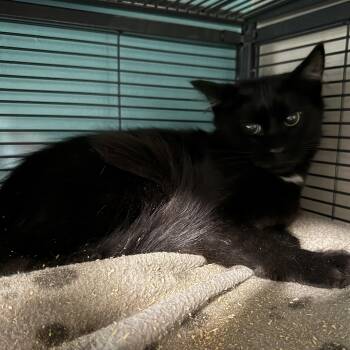 Woody -  Domestic Medium Hair Cat for Adoption in Syracuse, New York - Woody | PetCurious