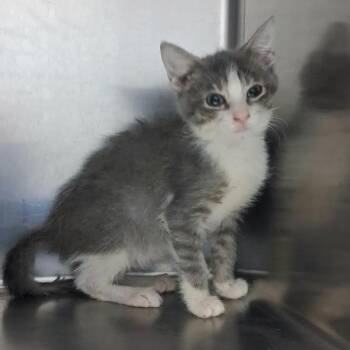 Harley-Davidson -  Domestic Short Hair Cat for Adoption in Bullhead City, Arizona - Harley-Davidson | PetCurious