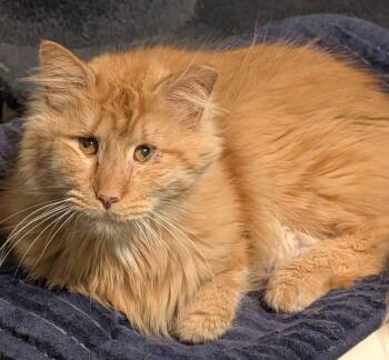 Domestic Long Hair Cats Available for Adoption - Charles | PetCurious