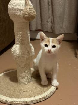 Citrine -  Domestic Short Hair Cat for Adoption in Albuquerque, New Mexico - Citrine | PetCurious