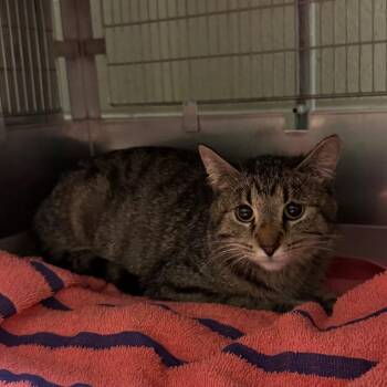 Tempest -  Domestic Short Hair Cat for Adoption in Bristol, Indiana - Tempest | PetCurious