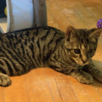 Orbit -  Domestic Short Hair Cat for Adoption in Medina, Ohio - Orbit | PetCurious