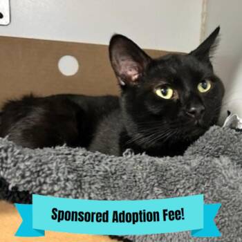 Domestic Short Hair Cats Available for Adoption - Panther | PetCurious