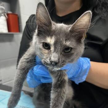 Ally -  Domestic Short Hair Cat for Adoption in Summerville, South Carolina - Ally | PetCurious