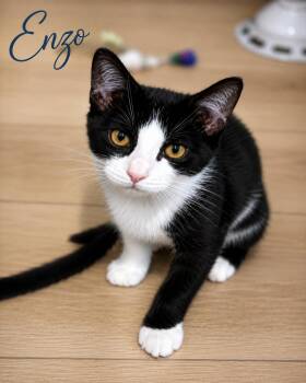 Enzo (FCID# 07/22/2026 - 58 Brookhaven PS event) -  Domestic Short Hair Cat for Adoption in Greenville, Delaware - Enzo (FCID# 07/22/2026 - 58 Brookhaven PS Event) | PetCurious