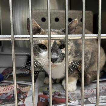 Stray - Oakdale Drive 1 -  Domestic Short Hair Cat for Adoption in Roxboro, North Carolina - Stray - Oakdale Drive 1 | PetCurious