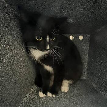 Domestic Short Hair Cats Available for Adoption in Austin, Texas - Plum Belly | PetCurious