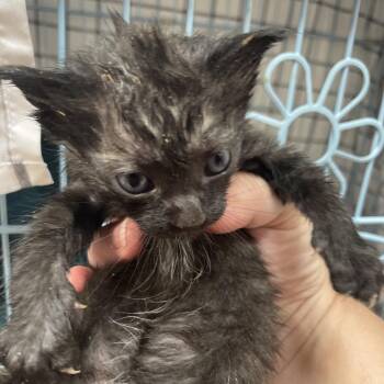 Rutabaga -  Domestic Short Hair Cat for Adoption in Huntsville, Alabama - Rutabaga | PetCurious