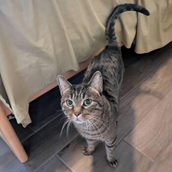 Domestic Short Hair Cats Available for Adoption - Oregano | PetCurious