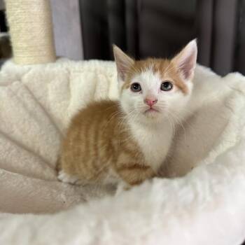 Snickerdoodle -  Domestic Medium Hair Cat Available for Adoption in Inman, South Carolina - Snickerdoodle | PetCurious