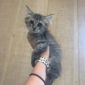Dopey -  Domestic Short Hair Cat for Adoption in New York, New York - Dopey | PetCurious
