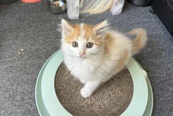 Triple H -  Domestic Long Hair Cat for Adoption in Lancaster, California - Triple H | PetCurious