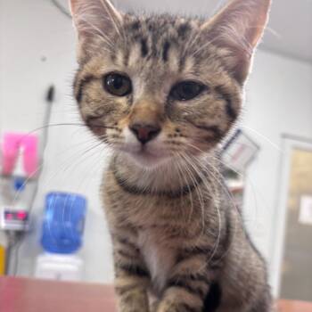 Cher -  Domestic Short Hair Cat for Adoption in Rock Falls, Illinois - Cher | PetCurious