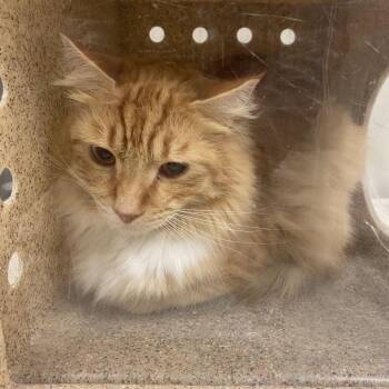 Sunny Boi -  Domestic Medium Hair Cat for Adoption in Reno, Nevada - Sunny Boi | PetCurious