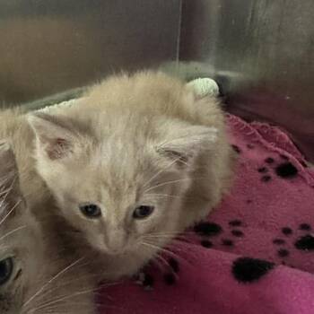 Macchiato -  Domestic Short Hair Cat for Adoption in Indianapolis, Indiana - Macchiato | PetCurious