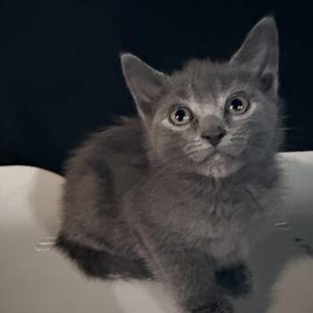 Cash -  Domestic Short Hair Cat for Adoption in Etna, Pennsylvania - Cash | PetCurious