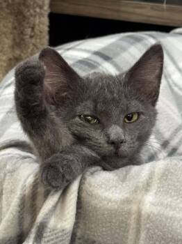 Rescue Domestic Short Hair Cats for Adoption in Sioux Falls, South Dakota - Edna | PetCurious