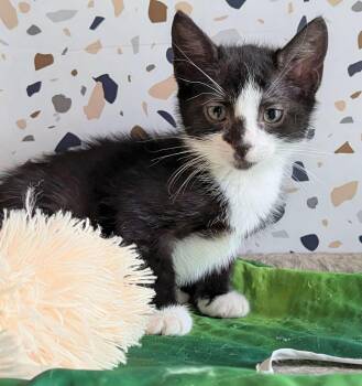 Moth -  Domestic Short Hair Cat for Adoption in Seven Valleys, Pennsylvania - Moth | PetCurious