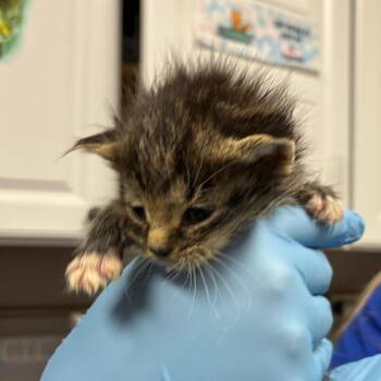 Domestic Short Hair Cats Available for Adoption in Greenville, South Carolina - Aster | PetCurious