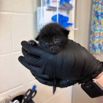 Toby -  Domestic Short Hair Cat for Adoption in Council Bluffs, Iowa - Toby | PetCurious