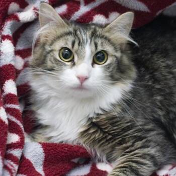 Joon -  Domestic Medium Hair and Domestic Short Hair Cat Available for Adoption in Verona, Wisconsin - Joon | PetCurious