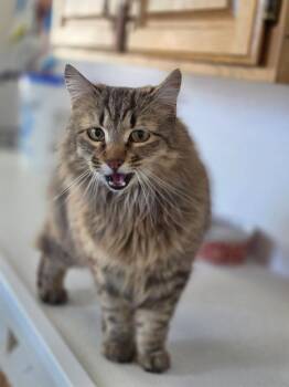 Phoenix -  Domestic Long Hair Cat Available for Adoption in Emmett, Idaho - Phoenix | PetCurious