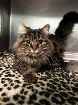 Moo Moo Angel -  Domestic Long Hair and Domestic Short Hair Cat for Adoption in Spruce Pine, North Carolina - Moo Moo Angel | PetCurious