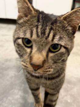 Domestic Short Hair Cats Available for Adoption - Charles | PetCurious