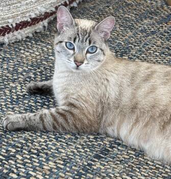 Sunny -  Domestic Short Hair Cat for Adoption in San Jose, California - Sunny | PetCurious