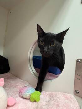 Domestic Short Hair Cats Available for Adoption in Johnson City, Tennessee - Ash (Hugh Cox) | PetCurious