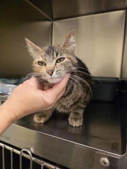 A122082 -  Domestic Short Hair Cat for Adoption in West Valley City, Utah - A122082 | PetCurious