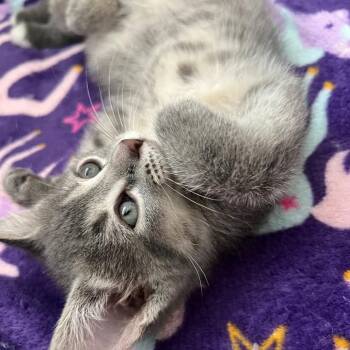 Estel -  Domestic Short Hair Cat for Adoption in Walker, Michigan - Estel | PetCurious