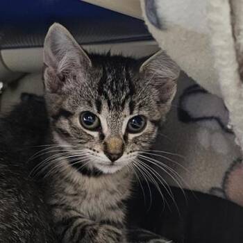 Lucky Charm (O) -  Domestic Short Hair Cat for Adoption in Schenectady, New York - Lucky Charm (O) | PetCurious