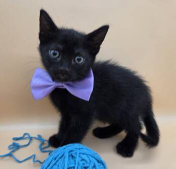 Domestic Short Hair Cats Available for Adoption in Magnolia Springs, Alabama - Standford | PetCurious