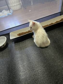 Rescue Domestic Short Hair Cats for Adoption in Dallas, Texas - Cinnamon Roll | PetCurious