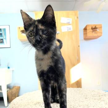 Domestic Short Hair Cats Available for Adoption in Pontiac, Illinois - Violet | PetCurious